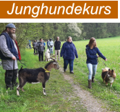 Junghundekurs